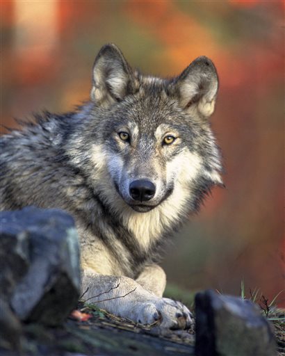 This April 18, 2008 photo released by the U.S. Fish and Wildlife Service shows a gray wolf. The Obama administration on Friday proposed lifting most of the remaining federal protections for gray wolves across the mainland states, a move that would end four decades of recovery efforts but has been criticized by some scientists as premature. A rule being proposed by the U.S. Fish and Wildlife Service to remove most species of wolves from the endangered species list would end federal protection for any wolves that move into upstate New York or northern New England from Canada or elsewhere.