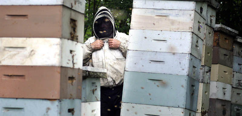 Beekeeper Tom Bachelder adjusts his hood Monday while checking hives in a meadow in Litchfield. The proprietor of Tom's Honey and Pollination in Buckfield said he works around the hives with thousands of bees making honey without fear being stung. "The bees are just like dogs," Bachelder said. "If you're afraid, they'll pester you."