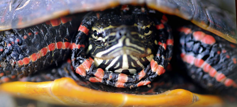An eastern painted turtle retreats into its shell Monday while crossing a gravel bar in Augusta. Aside from warming in the sun, female turtles emerge on dry land in the late spring to lay eggs. Motorists should also be on the lookout for baby turtles, which also cross roads and parking lots to reach water.