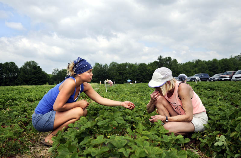 Sadie Hartford hands her mother, Susie Wilding-Hartford, a handful of strawberries Monday while picking at Seaman's Berry Farm in Litchfield. Farmer Eric Seaman said the picking is good now. "We just need decent weather and the people to come," he said.