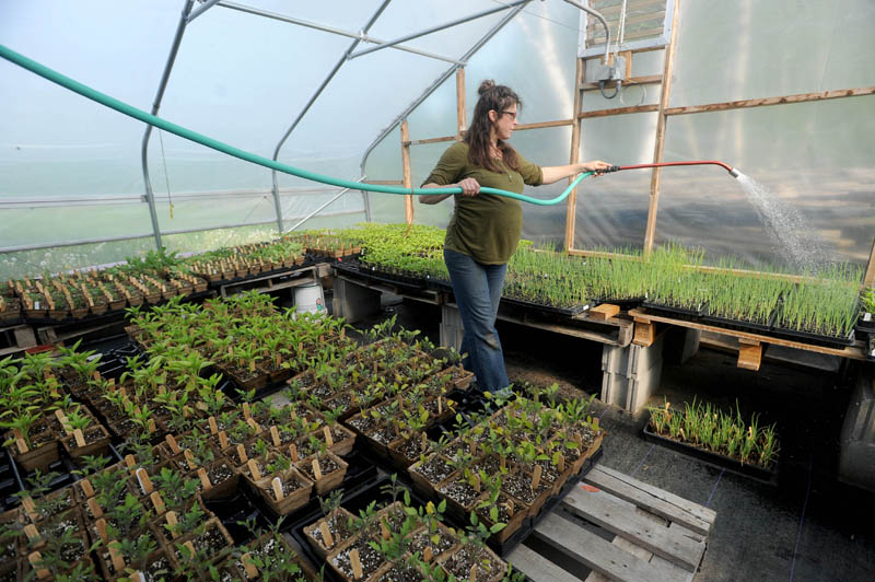 Ann Mefferd, 31, waters plants in the nursery at her farm, One Drop Farm, in Cornville on Friday morning. The Mefferds started their farm in 2008 and mostly produce eggs and vegetables for the Skowhegan Farmer's Market and The Pickup, a multi-farm, community-supported agriculture program in Skowhegan.