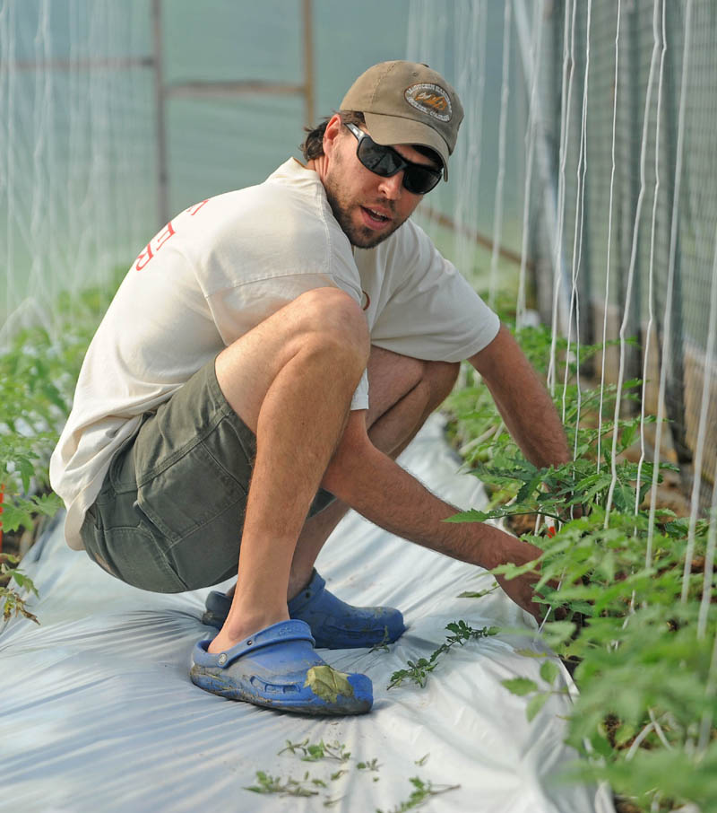 Andrew Mefferd tends to tomato plants in one of his greenhouses at his family's farm, One Drop Farm, in Cornville on Friday morning.