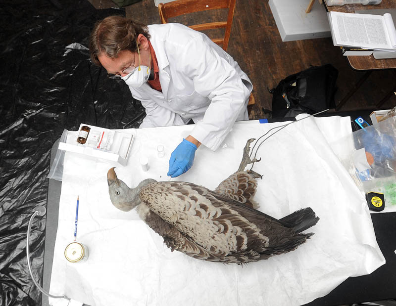 Ronald Harvey, a conservator with Tuckerbrook Conservation, tests a Ruppell's vulture for arsenic at L.C. Bates Museum at Good Will-Hinckley on Wednesday.