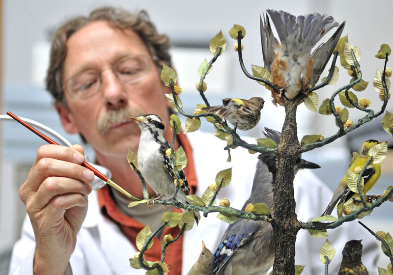 Ronald Harvey, a conservator with Tuckerbrook Conservation, touches up a bird display at L.C. Bates Museum at Good Will-Hinckley on Wednesday. Harvey is a bird conservator, which entails cleaning and color touchup on bird artifacts, in addition to testing for hazardous materials used in the taxidermy process. The bird conservator project was made possible be a federal grant from the Institute of Museum and Library Services in Washington D.C.