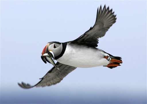 An Atlantic puffin flies with a mouthful of hake on its way to feed its chick on Eastern Egg Rock in July 2007. Scientists say the comical-looking seabirds have been dying of starvation and losing body weight, possibly because of shifting fish populations due to warming ocean temperatures.