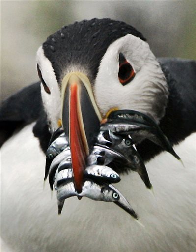An Atlantic puffin with a beak crammed with hake makes its way to a burrow to feed its chick on July 9, 2007, on Eastern Egg Rock. Puffins raise one chick per year. Scores of puffins have been found washed ashore in New England, with necropsies suggesting they starved to death.