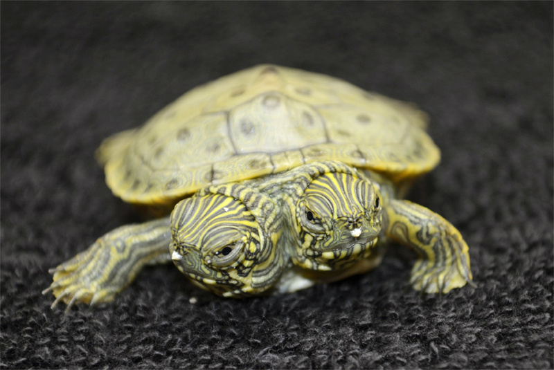 Thelma and Louise, a two-headed Texas cooter turtle, hatched June 18 at the San Antonio Zoo. Zoo officials on Tuesday, June 25, 2013 said the Texas cooter was born June 18. The unusual turtle was to go on display Thursday at the zoo.