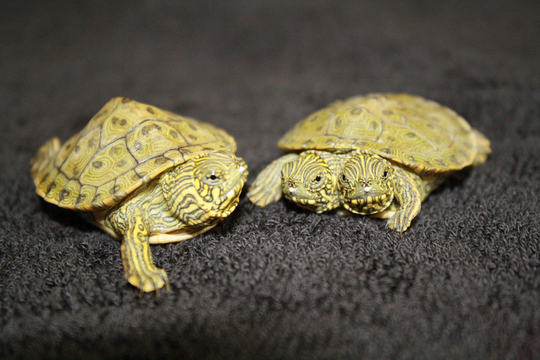 Thelma and Louise, a two-headed Texas cooter turtle, is seen next to a normal texas cooter at the San Antonio Zoo.
