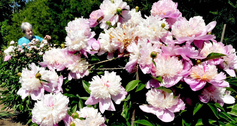 Louise Alley works in a row of flowering peonies in one of her prolific gardens at her home in Waterville on Monday. Later in the summer, the garden is filled with lily flowers.