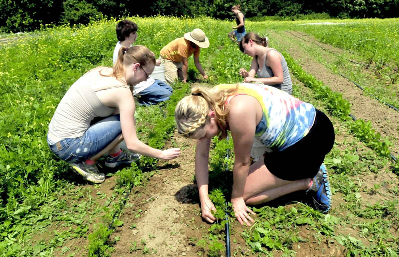 Members of Upward Bound, including Faith Paglierani, front left, and Sara Parlin, weed around carrots at the Rustic Roots farm in Farmington on Tuesday. The group was taking part in a career experience project.
