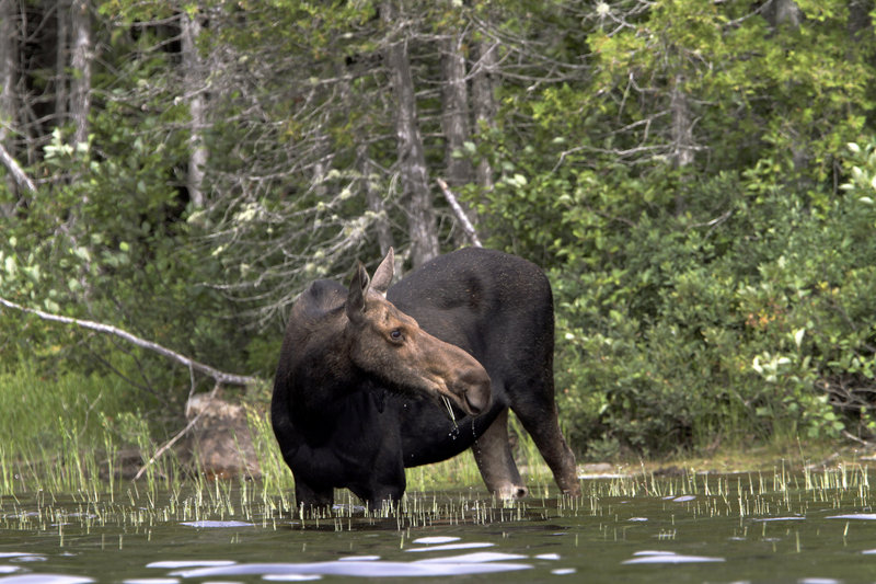 Moose
