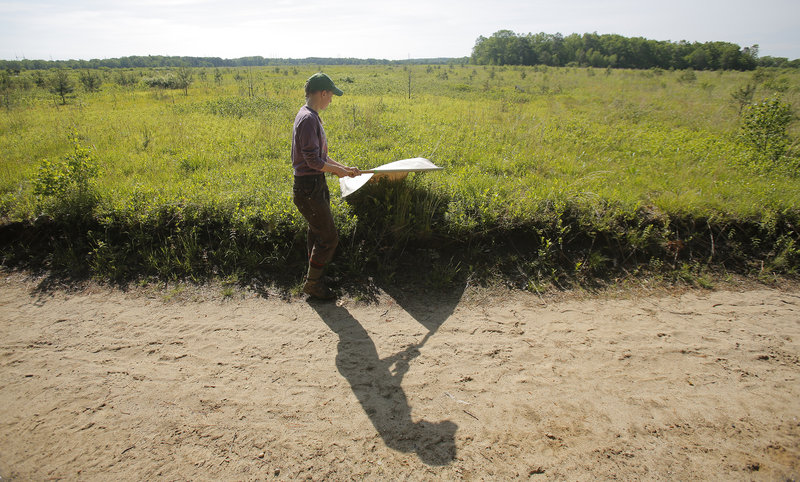 Melanie Renell uses a square piece of corduroy attached to a broomstick to gather ticks at the Kennebunk Plains in Kennebunk on Thursday for the Vector-borne Disease Laboratory of the Maine Medical Center.
