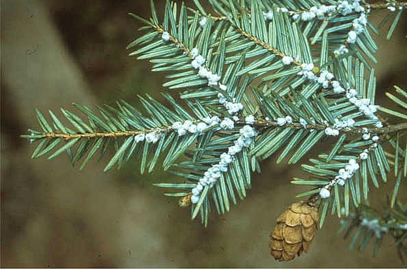 A hemlock branch shows the telltale white wooly masses that show it's infested with hemlock wooly adelgid.