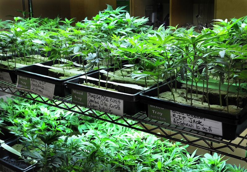 In this August 2012 file photo, many varieties of marijuana seedlings are on display. Gov. Maggie Hassan has signed a law making New Hampshire the 19th state to allow seriously ill residents to use marijuana to treat their illnesses.