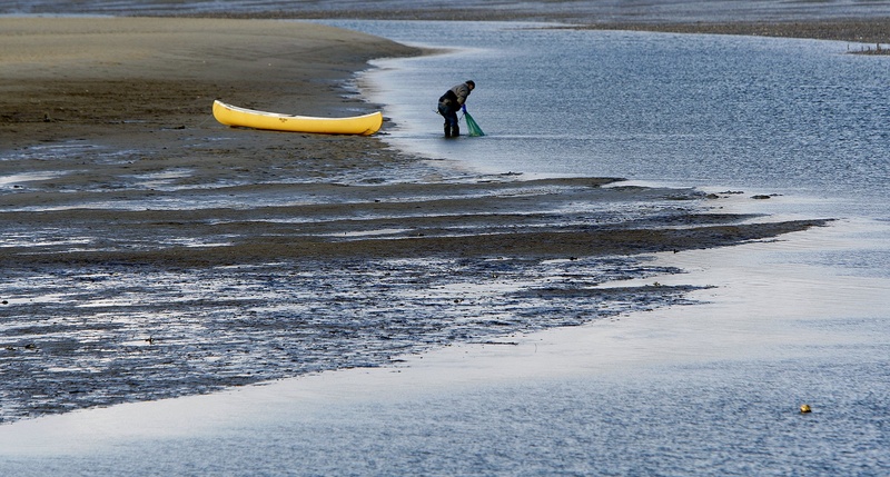 A clammer rinses off a bag of clams in the mud flats off Ferry Beach in Scarborough last February. A two-state university-led project will directly link policy decisions regarding beach and shellfish bed closings with scientific data.
