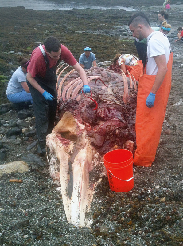 Students from the Shoals Marine Lab in Portsmouth, N.H., examine the carcass of a 25-foot minke whale that washed up near homes on Running Tide Road in Cape Elizabeth on Wednesday.