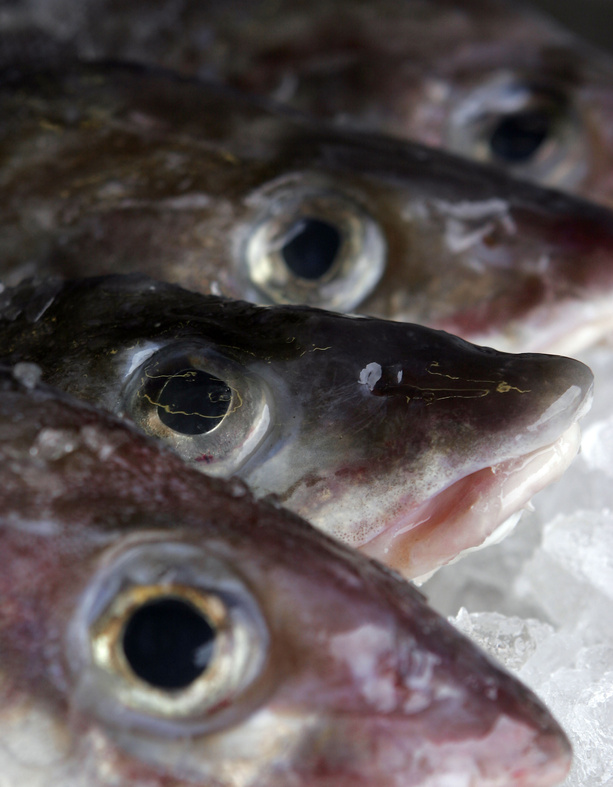 Cod are among the species that are sensitive to changing ocean temperatures.