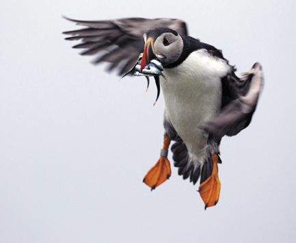 A puffin prepares to land with a bill full of fish on Eastern Egg Rock off the Maine coast. Last year young puffins died at an alarming rate from starvation because of a shortage of herring. This summer the young are getting plenty of hake and herring, said Steve Kress, director of the National Audubon Society's seabird restoration program.