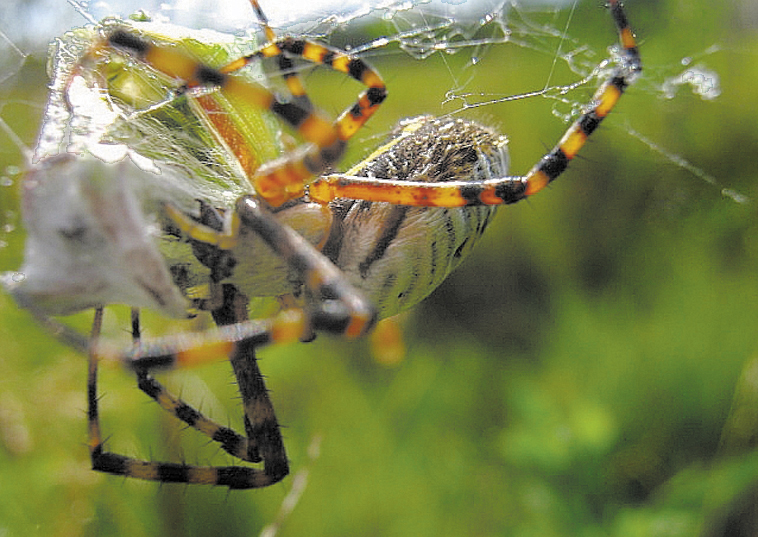 A banded garden spider inspects its catch.