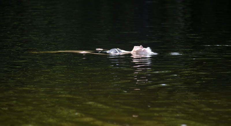 Sybil Baker treads water at the Hallowell reservoir on Thursday in 90 F. temperatures. "I'm happy for the first time in hours," the 83-year-old said.