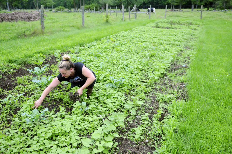 Tracey Holloway weeds her garden Monday near his Readfield home, during a brief respite from rain. Holloway said the plot was growing nicely despite heavy rain but needed to have the weeds yanked "before it rains again."