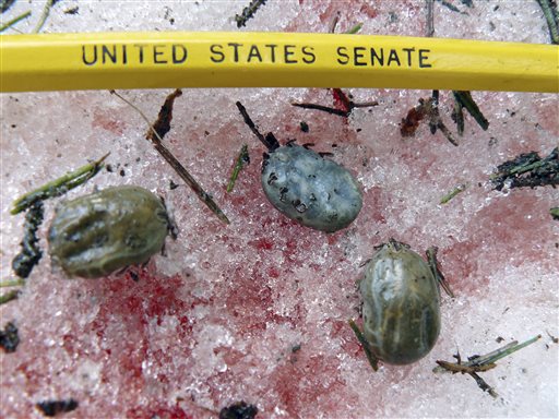 This undated photo provided by the Vermont Fish and Wildlife Department shows engorged female winter ticks that had dropped off a moose at its bloody bed site in Wheelock, Vt. State biologists are concerned the ticks, which become less of a problem in colder climates and after longer winters, could be contributing to a decline in the population rates of the state's estimated 3,000 moose.