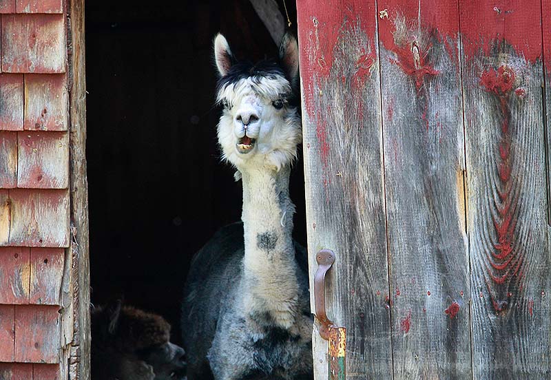 A llama pokes its head out of a barn at Bessie’s Farm Goods in Freeport on Maine Open Farm Day, an annual event held Sunday. The two women proprietors savor the chance to talk to customers.
