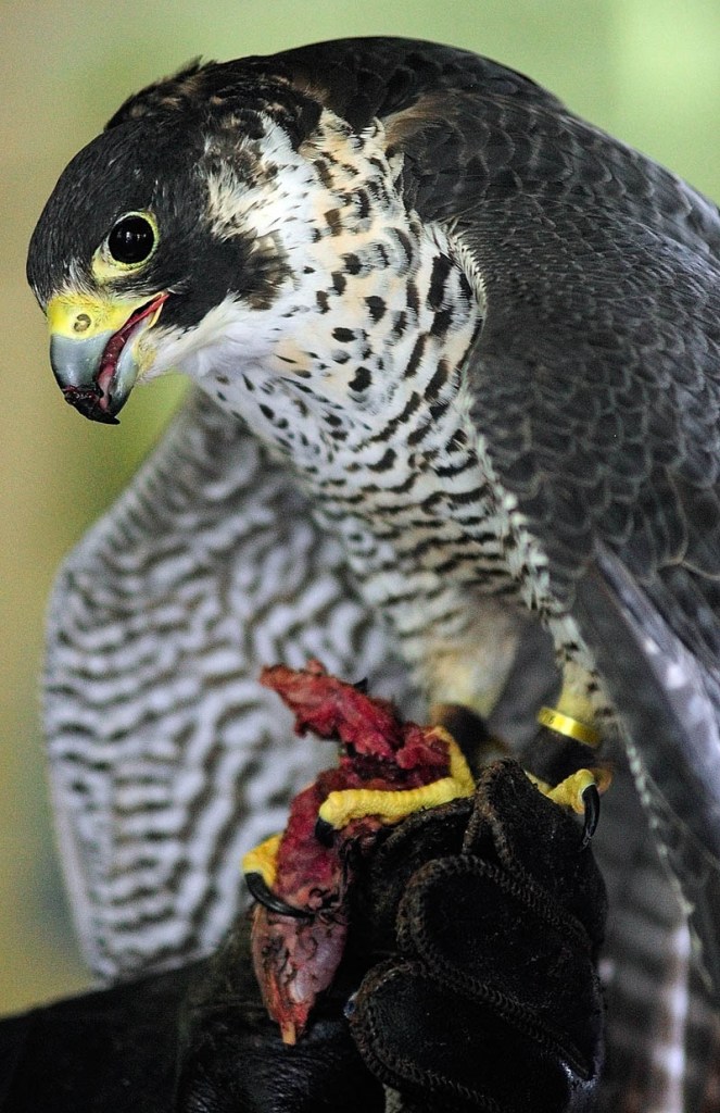 A Peale's peregrine falcon eats a piece of quail at the start of Larry Barnes' talk on Saturday in the boat house at the Steve Powell Wildlife Management Area, on Swan Island between Richmond and Dresden.