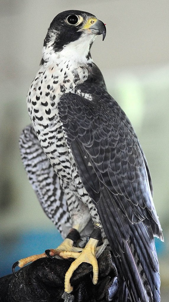 A Peale's peregrine falcon looks around the room at the start of Larry Barnes' talk on Saturday in the boat house of the Steve Powell Wildlife Management Area, on Swan Island, between Richmond and Dresden.