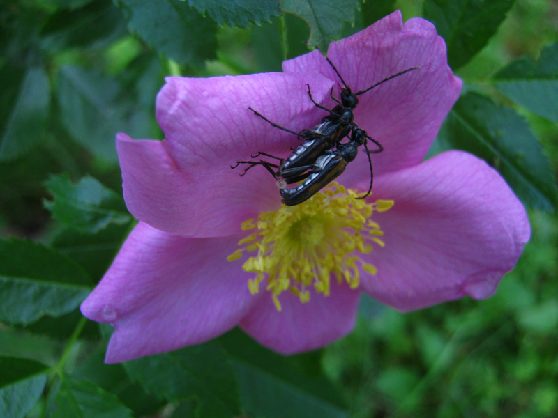 Two blister beetles atop a wild rose blossom.