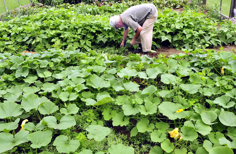 Milton Poulliot harvests cucumbers in his garden in Winslow on Wednesday.
