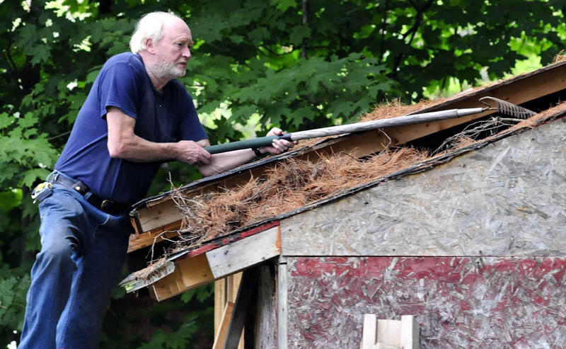 Rod Steele uses a garden rake to scrape pine needles, so he can re-roof a shed at his home in Solon, today.