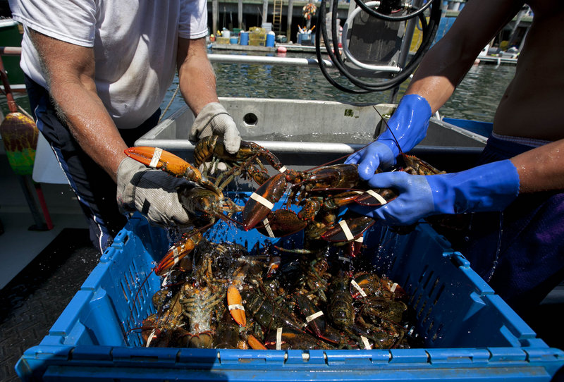 The lobster industry is relieved to see a return to routine lobster harvesting after last year's glut in the market produced the lowest wholesale prices in a generation.