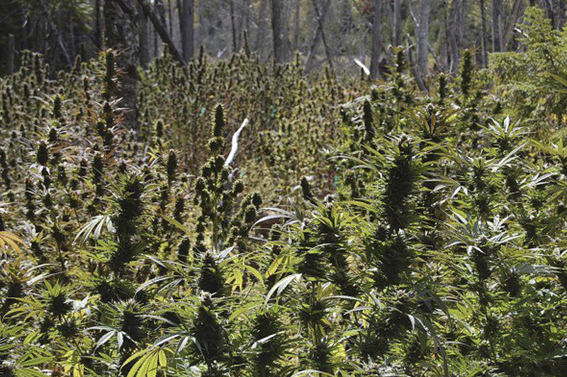Some of the nearly 3,000 marijuana plants found on remote plots in Washington County are shown after a drug raid in 2009. Five people were indicted after the second-largest pot seizure in state history.