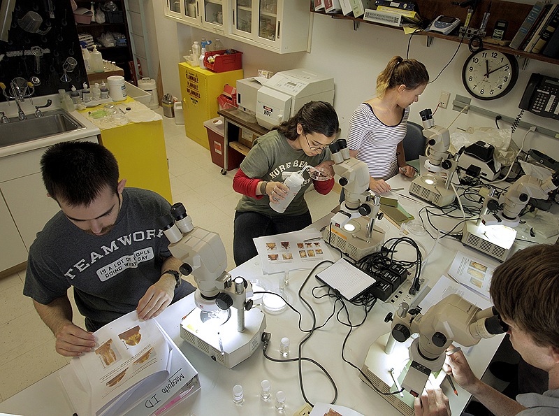 Left to right, Ryan Lane, Mariana Rivera Rodriguez, Jocelyn Lahey and Conor McGrory identify types of ticks at Maine Medical Center’s Vector-borne Disease Laboratory in South Portland in June.