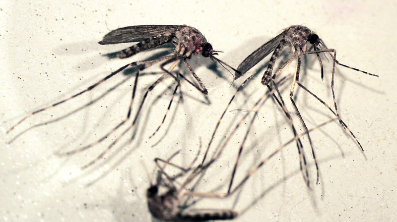 Cattail mosquitoes are seen in a petri dish. Cattail mosquitoes can transmit eastern equine encephalitis to humans.