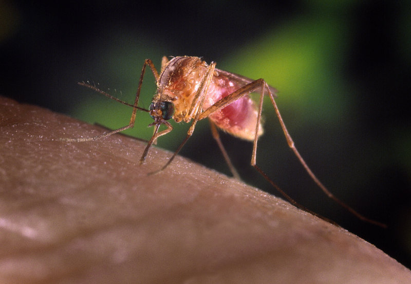 A Culex quinquefasciatus mosquito is shown on a human finger in this undated handout photograph from the Centers for Disease Control and Prevention (CDC). The Maine CDC and Prevention has confirmed the presence of the eastern equine encephalitis virus in a sampling of mosquitoes collected in York, the second sampling in the state to test positive for the disease this year. (REUTERS/James Gathany/Center For Disease Control/Handout)