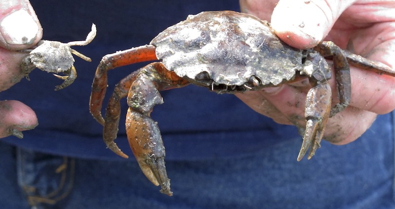 University of Maine-Machias marine ecology professor Brian Beal holds a pair of green crabs on Wednesday in Freeport. Beal is participating in a survey to gauge the density of the growing green crab population, which threatens clams, mussels and other shellfish.