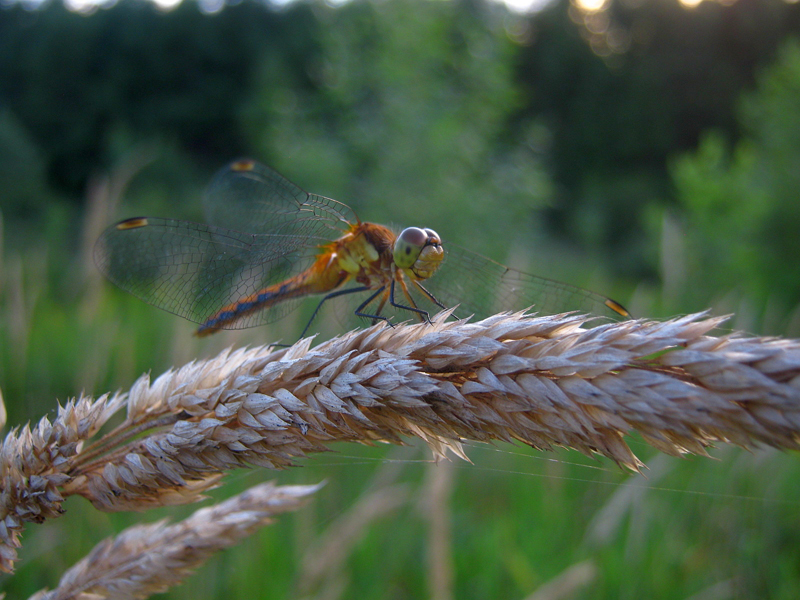 A meadowhawk dragonfly, of the skimmer family.