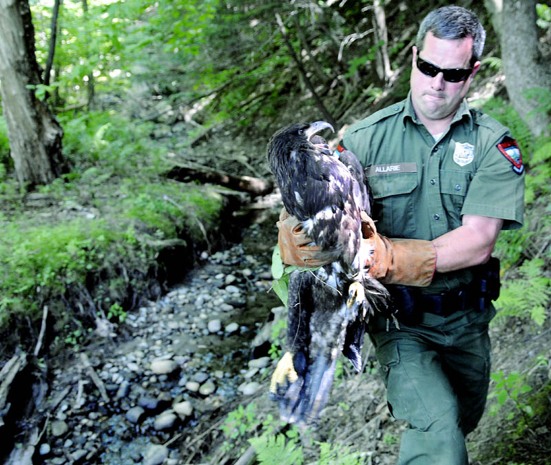 District Game Warden Steve Allarie carries an eaglet today, that he captured on the banks of the Kennebec River in Chelsea. The bird was spotted over the last two weeks walking through yards along the Kennebec River in Hallowell before perching on a picnic table overnight in Hallowell, warranting a call to wildlife law enforcement. Allarie collected the malnourished raptor after a brief foot chase and canoed the animal across the river to Hallowell, where a volunteer from Avian Haven, of Freedom, collected it. After a thorough evaluation, the eaglet is expected to be rehabilitated at Avian Haven before being released back into the wild. The bird probably fledged too early, Allarie said, and was unable to provide for itself in the wild.