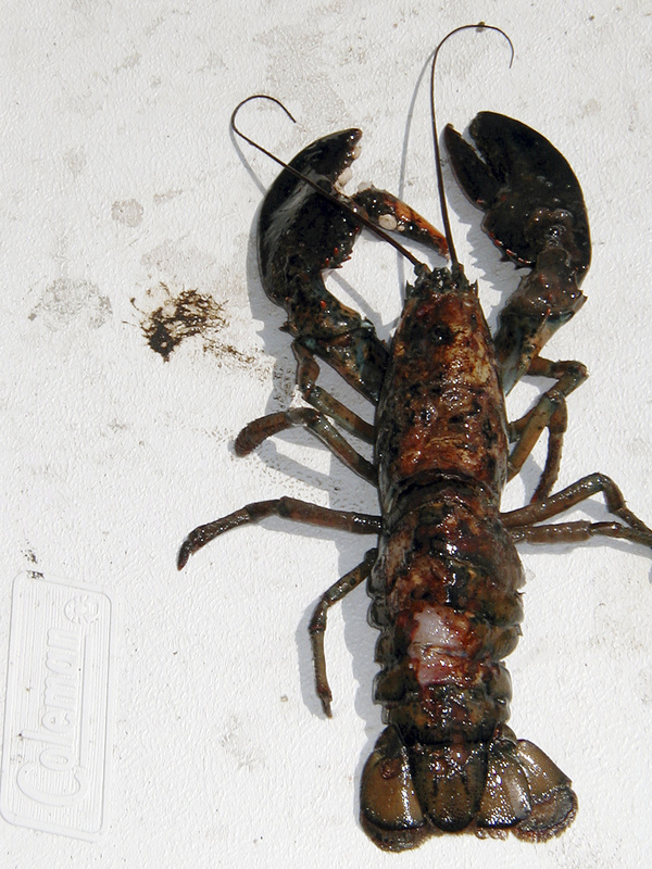 A photo provided by the University of Rhode Island in North Kingstown, R.I., shows a lobster with a diseased shell. The disease that has plagued the southern New England lobster industry now is becoming more prevalent in Maine.