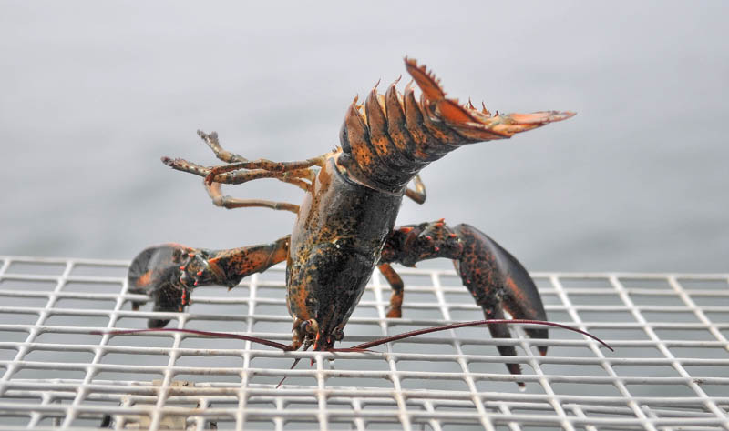 A lobster grips a trap after being hauled out of the ocean on July 24.