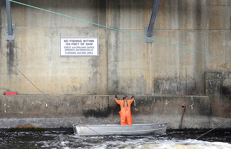Jim Wotton, 44, claws his way along a portion of the Benton Falls Dam on the Sebasticook River, a tributary of the Kennebec River, to get to a section where alewives tend to collect in large numbers, while fishing for the silver fish to be used as lobster bait on May 16.
