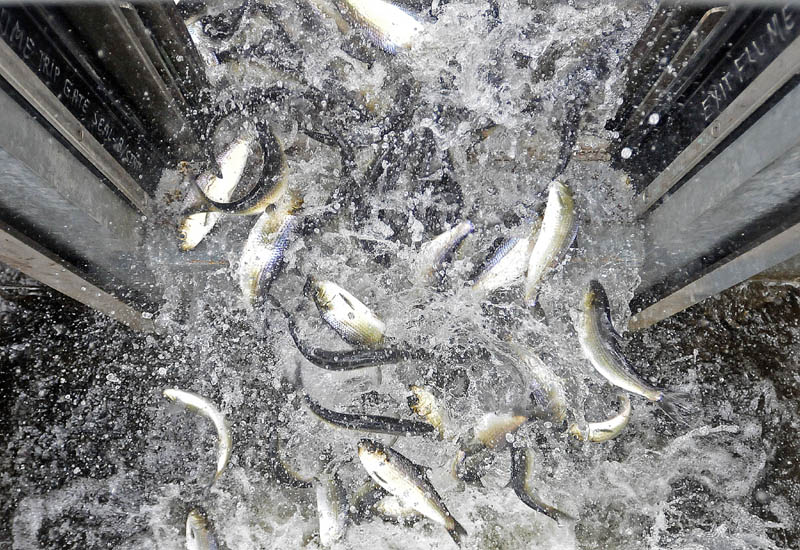 Alewives pour out of the elevator at the top of the Benton Falls Dam on the Sabasticook Stream on May 9. Alewife fishing can't begin until 250,000 fish have made it over the dam for spawning.