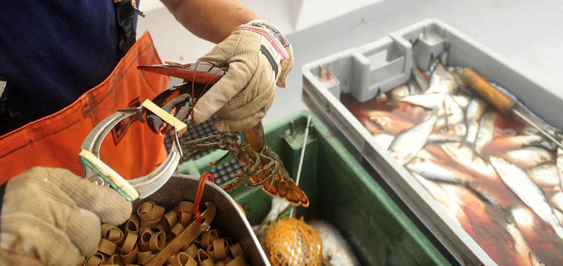Carl Hayes, 18, robber bands live lobsters after separating the keepers from the throwback lobsters, while fishing between Allen's Island and Mosquito Rock on July 24.