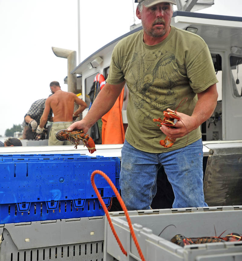 Jim Wotton, 44, weighs his catch on the pier at the Friendship Lobster Co-op in Friendship Harbor on July 29. After 12 hours of fishing, the crew unloads 800 pounds of lobster caught and crates them for transport to Canada for processing. Wotton has to send the lobster to a Canadian processing plant because it is the only one that can handle the high volume.