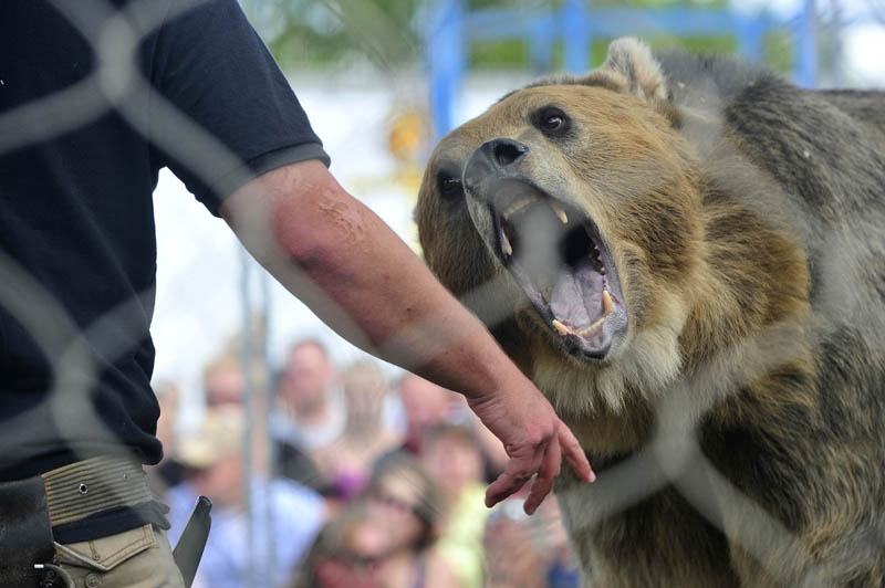 Tonk, a grizzly bear, performs at the Skowhegan State Fair today.