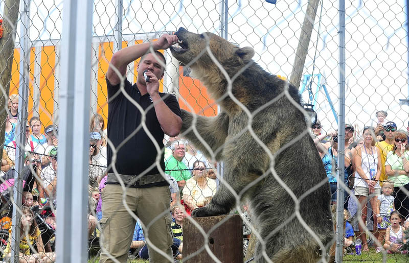 Dexter Osborn, owner of A Grizzly Experience, feeds his grizzly bear, Tonk, marshmallows during a show at the Skowhegan State Fair today.