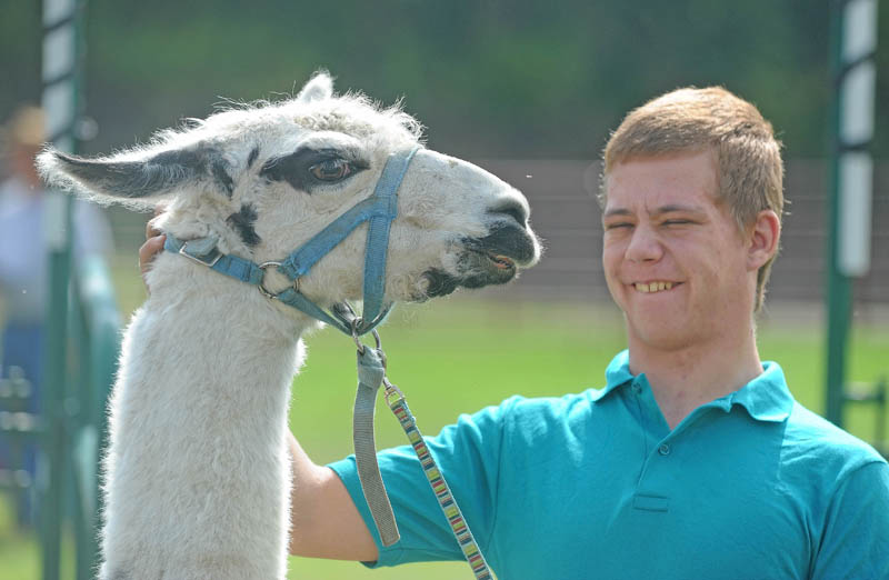 Daniel Dalton, 18, of Harmony, handles Leonard, a llama from the Chadbourne's farm, at the Harmony Free Fair today.