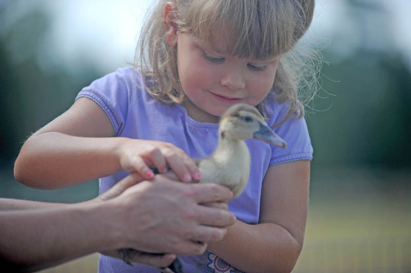 Paige Labbe, 5, of Rome, is handed a baby duckling from Shannon Salley, while inspecting the farm animals at the Harmony Free Fair today.